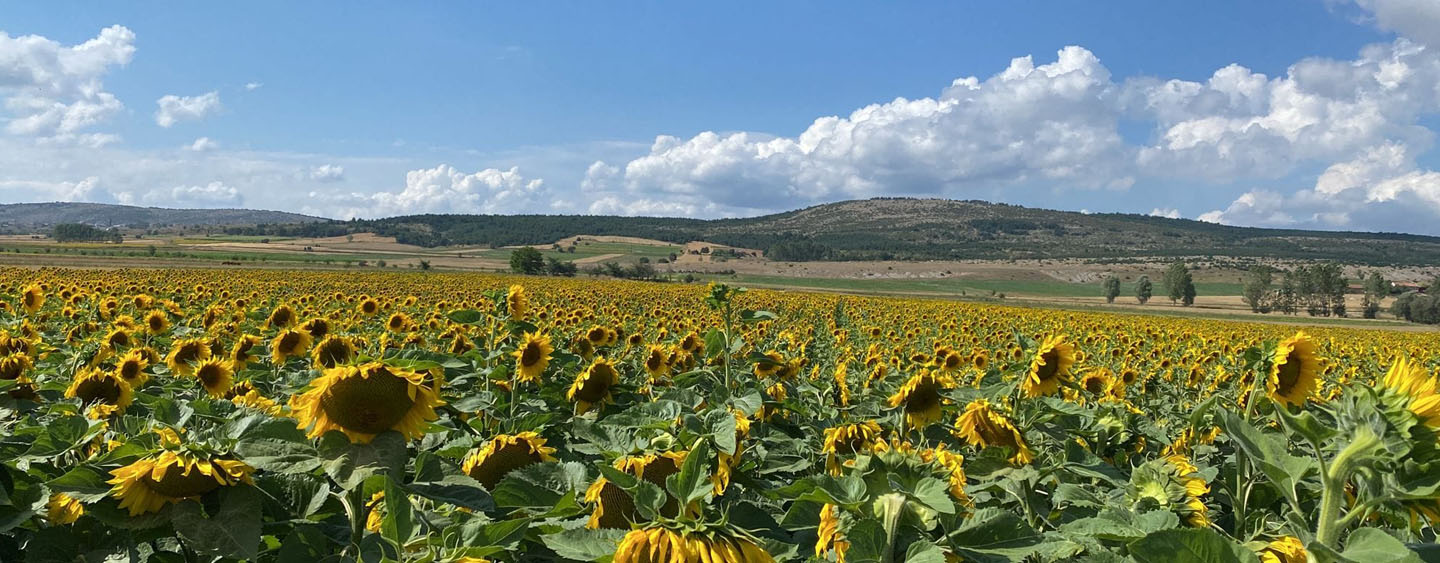 Ayçekirdeği